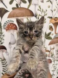 Shelter Stray Male Cat last seen Near Lyndhurst st, 21229, MD, 2490 Giles Rd, Baltimore, MD 21225, USA
