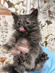 Shelter Stray Female Cat last seen Near Lyndhurst st, 21229, MD, 2490 Giles Rd, Baltimore, MD 21225, USA