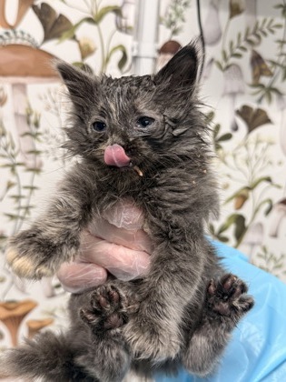 Shelter Stray Female Cat last seen Near Lyndhurst st, 21229, MD, 2490 Giles Rd, Baltimore, MD 21225, USA