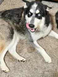 Lost Female Dog last seen Midwest blvd, Midwest City, OK 73110