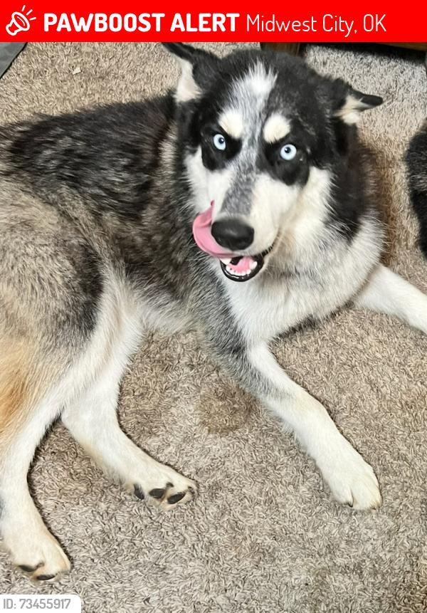 Lost Female Dog last seen Midwest blvd, Midwest City, OK 73110