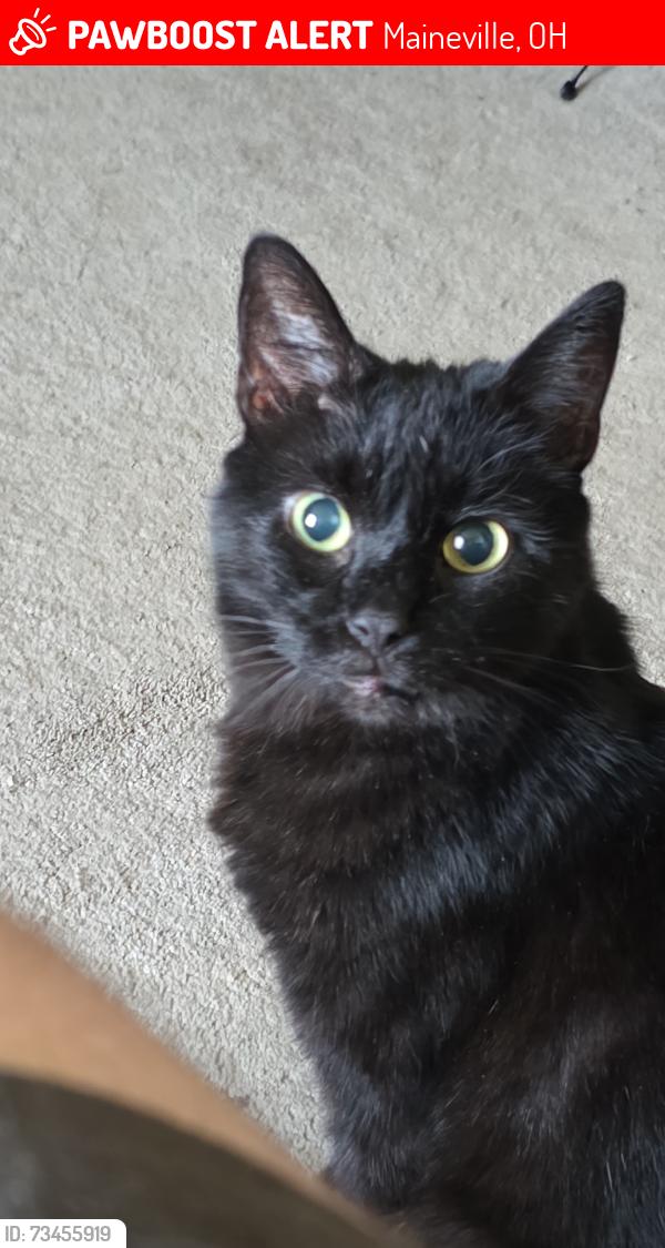 Lost Male Cat last seen Landen Dr, N Harbor Dr, Maineville, OH 45039