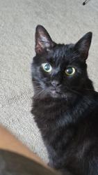 Lost Male Cat last seen Landen Dr, N Harbor Dr, Maineville, OH 45039