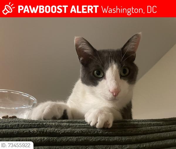 Lost Male Cat last seen P & 3rd NW, Washington, DC 20001