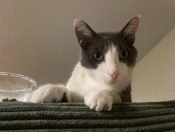 Lost Male Cat last seen P & 3rd NW, Washington, DC 20001