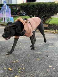 Found/Stray Male Dog last seen On Ridgeway Ave. and Hartford Ave. by Stoney’s Pub, Aurora, IL 60506