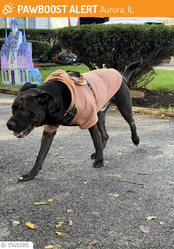 Found/Stray Male Dog last seen On Ridgeway Ave. and Hartford Ave. by Stoney’s Pub, Aurora, IL 60506
