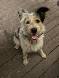 Found/Stray Male Dog last seen Ritchey Rd, Espanola, WA 99022