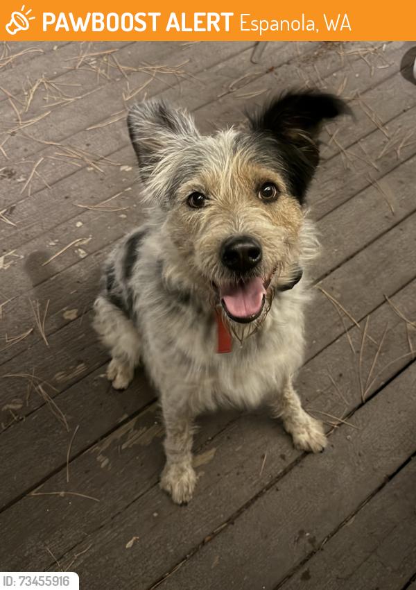 Found/Stray Male Dog last seen Ritchey Rd, Espanola, WA 99022