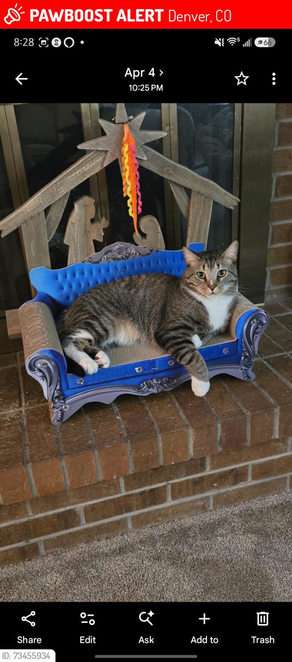 Lost Male Cat last seen Tufts and wolff, Denver, CO 80236