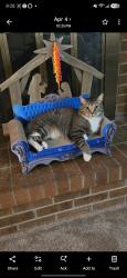 Lost Male Cat last seen Tufts and wolff, Denver, CO 80236