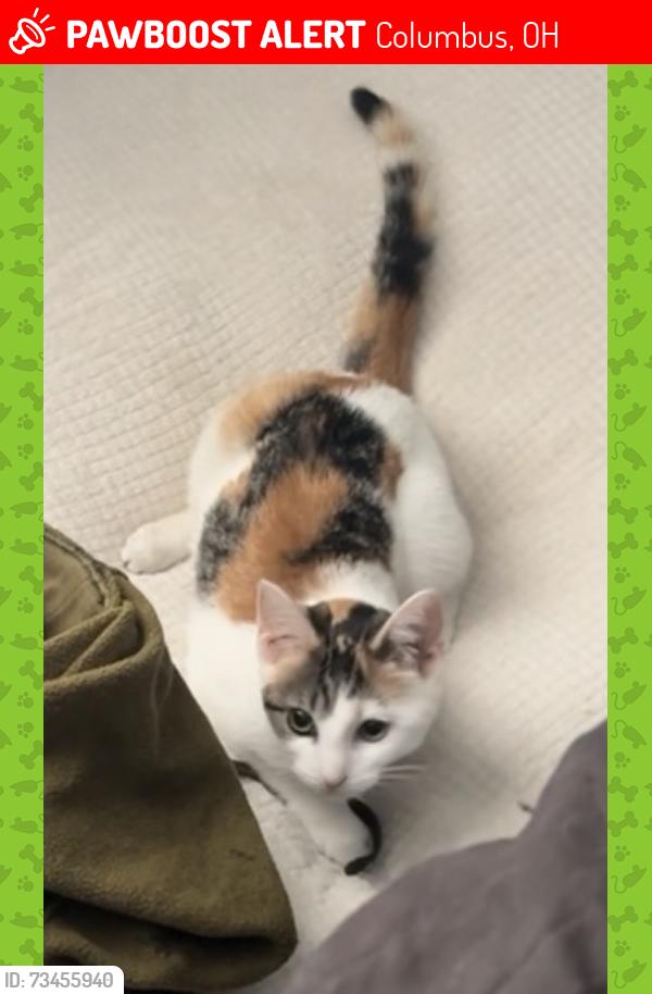 Lost Female Cat last seen Hawthorne Lakes apmts, Columbus, OH 43228