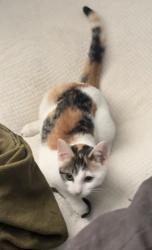 Lost Female Cat last seen Hawthorne Lakes apmts, Columbus, OH 43228