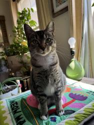 Lost Female Cat last seen Old Granbury Rd and Brewer Blvd/ Tarleton State Fort Worth, Crowley, TX 76036