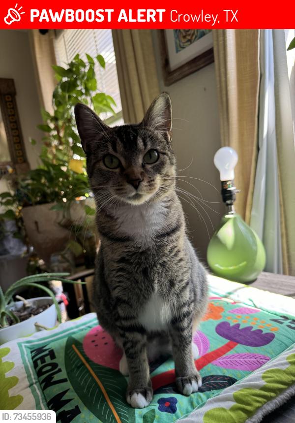 Lost Female Cat last seen Old Granbury Rd and Brewer Blvd/ Tarleton State Fort Worth, Crowley, TX 76036