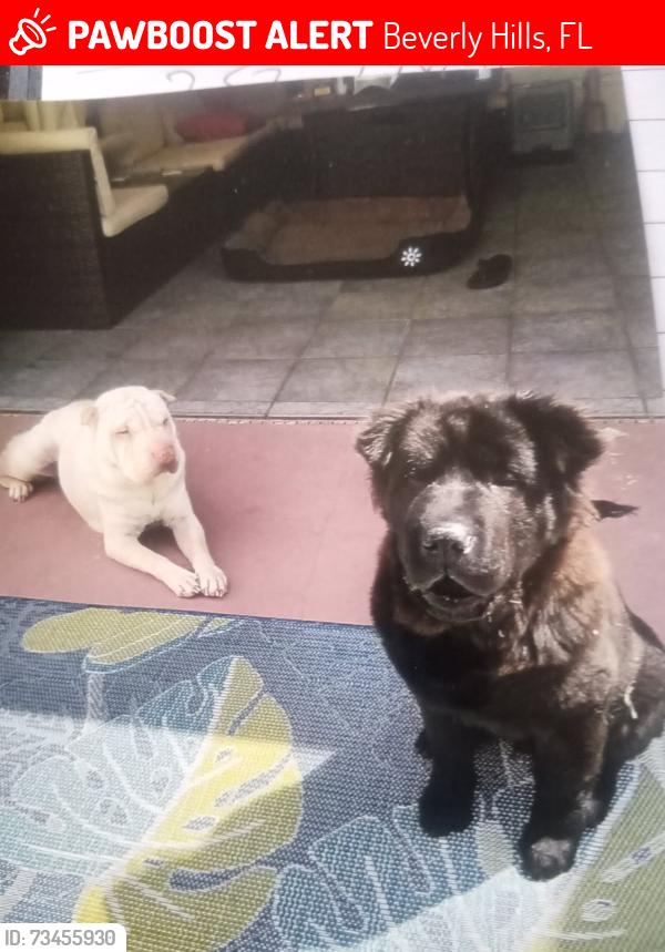 Lost Male Dog last seen Near block of north Lincoln ave, Beverly Hills, FL 34465