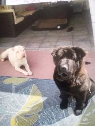 Lost Male Dog last seen Near block of north Lincoln ave, Beverly Hills, FL 34465