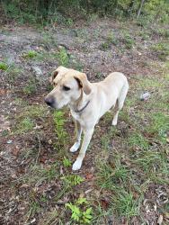 Found/Stray Male Dog last seen Stevens street, Raeford, NC 28376