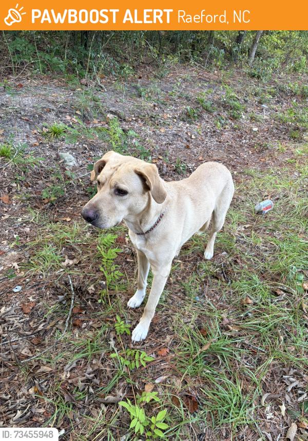 Found/Stray Male Dog last seen Stevens street, Raeford, NC 28376