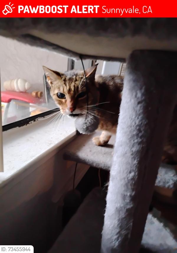 Lost Male Cat last seen Willowbend apmts, Sunnyvale, CA 94086
