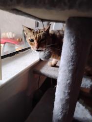 Lost Male Cat last seen Willowbend apmts, Sunnyvale, CA 94086