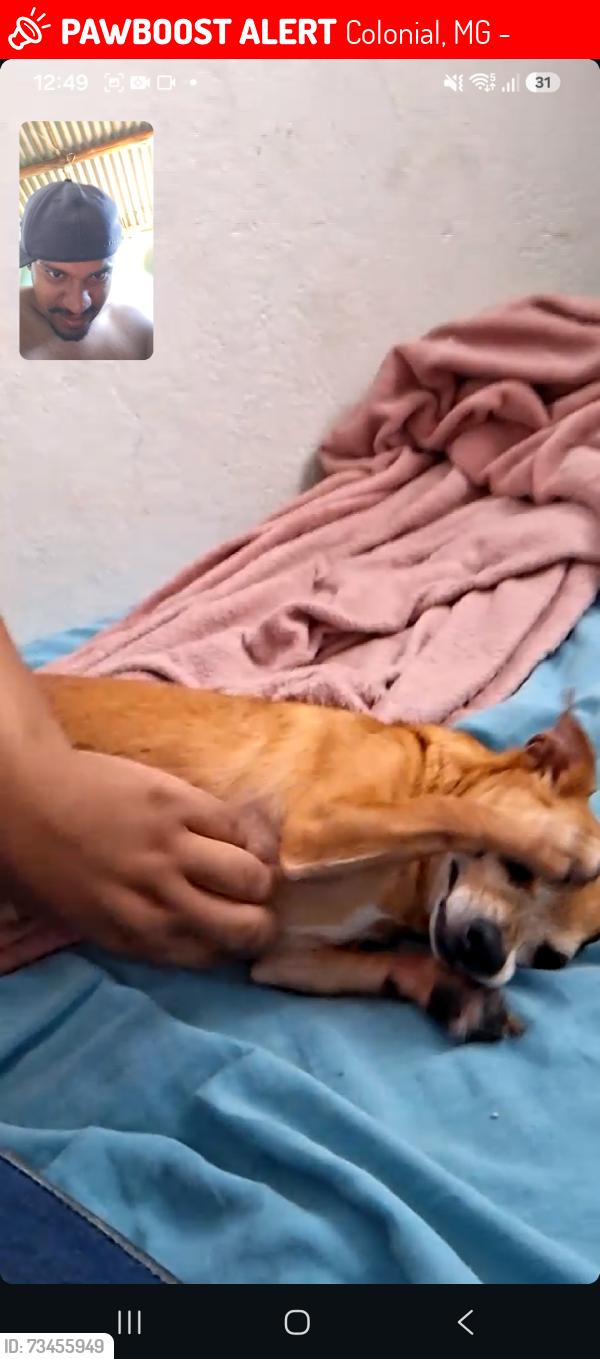 Lost Male Dog last seen Rua jacaranda 374, Colonial, MG 32044-120