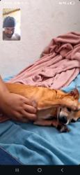 Lost Male Dog last seen Rua jacaranda 374, Colonial, MG 32044-120