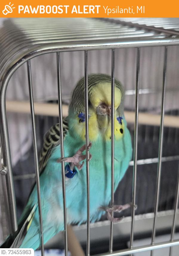 Found/Stray Unknown Bird last seen Outside of Pray Harrold, Eastern Michigan University, Ypsilanti, MI 48197