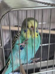 Found/Stray Unknown Bird last seen Outside of Pray Harrold, Eastern Michigan University, Ypsilanti, MI 48197
