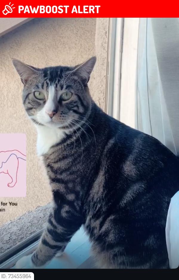 Lost Male Cat last seen By the back hses, San Juan Capistrano, CA 92675