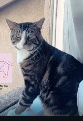 Lost Male Cat last seen By the back hses, San Juan Capistrano, CA 92675