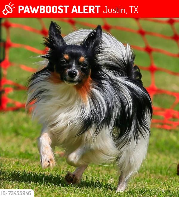 Lost Female Dog last seen Cactus Court and Sam Reynolds Road, Justin TX, Justin, TX 76247