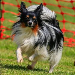 Lost Female Dog last seen Cactus Court and Sam Reynolds Road, Justin TX, Justin, TX 76247