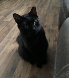 Lost Male Cat last seen Mount Zion road, Spartanburg County, SC 29303