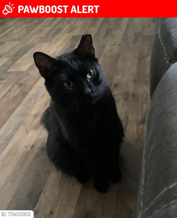 Lost Male Cat last seen Mount Zion road, Spartanburg County, SC 29303