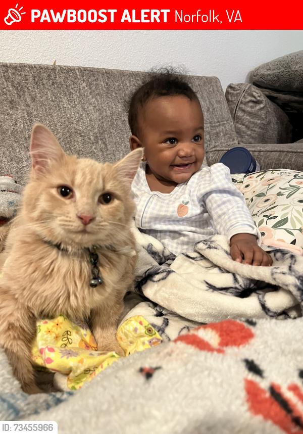 Lost Female Cat last seen Tidewater, Norfolk, VA 23518