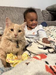 Lost Female Cat last seen Tidewater, Norfolk, VA 23518