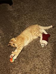 Lost Male Cat last seen Near Goldenrod lane, Shakopee, MN 55379