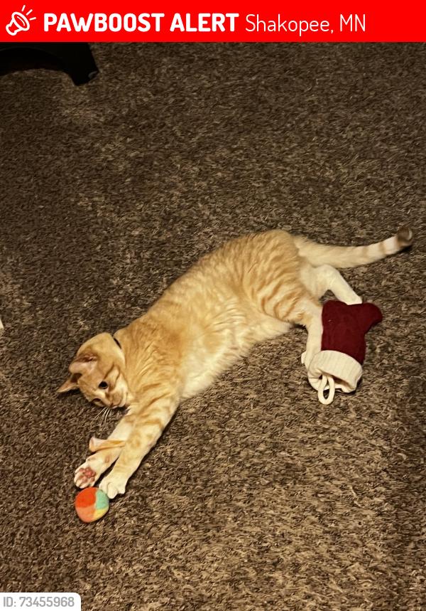 Lost Male Cat last seen Near Goldenrod lane, Shakopee, MN 55379