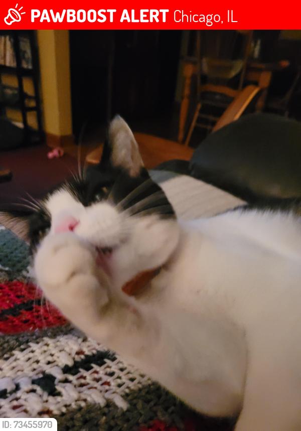 Lost Male Cat last seen Near west albion, Chicago, IL 60631
