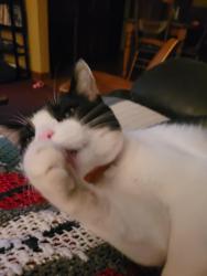 Lost Male Cat last seen Near west albion, Chicago, IL 60631