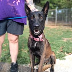 Shelter Stray Female Dog last seen , 3307 S Eisenhower Pkwy, Denison, TX 75020, USA
