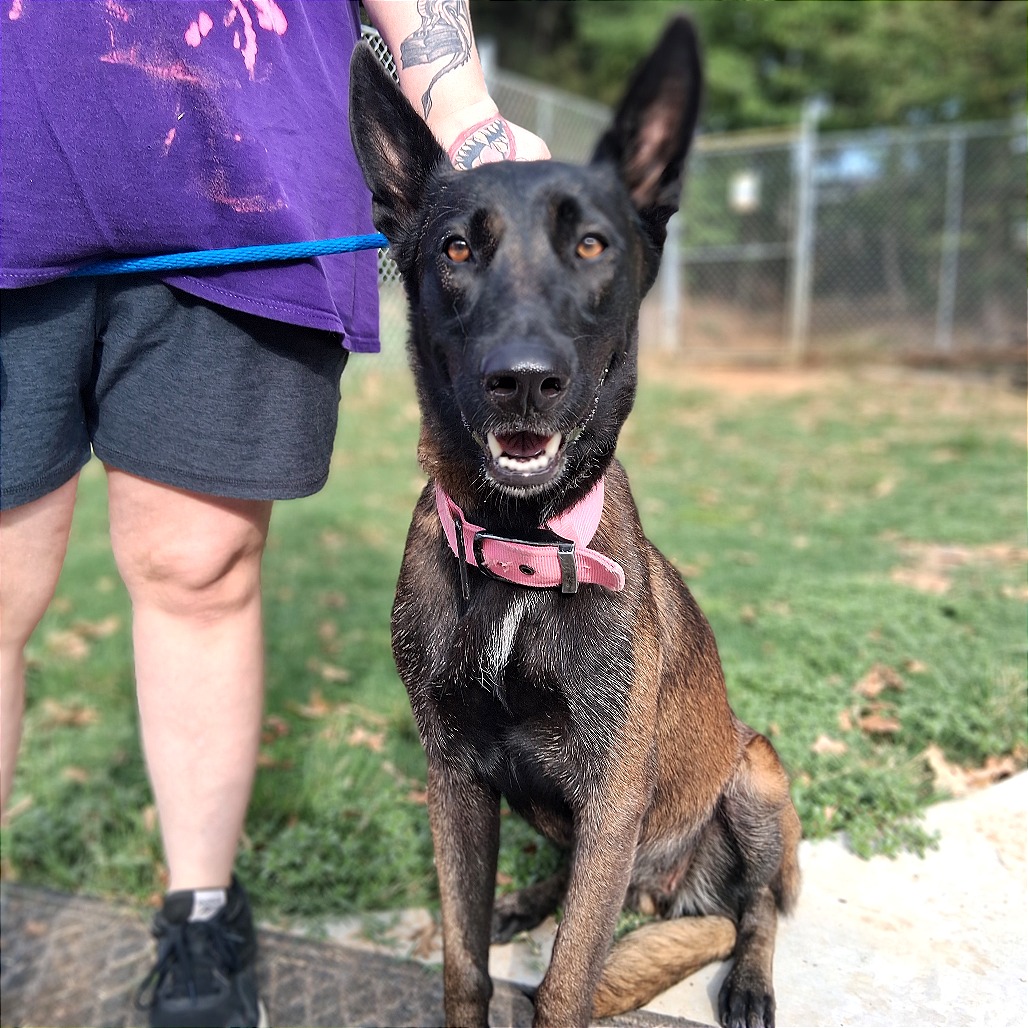 Shelter Stray Female Dog last seen , 3307 S Eisenhower Pkwy, Denison, TX 75020, USA