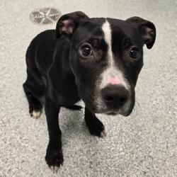 Shelter Stray Female Dog last seen , 328 Furman Hall Rd, Greenville, SC 29609, USA