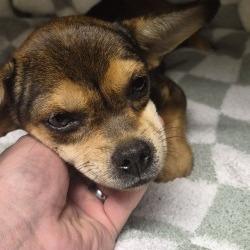 Shelter Stray Female Dog last seen , 3428 S Jenkins Ave, Norman, OK 73072, USA