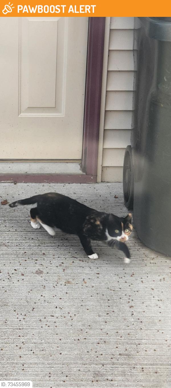 Found/Stray Unknown Cat last seen 23 mile / Van dyke, Shelby Township, MI 48317