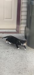 Found/Stray Unknown Cat last seen 23 mile / Van dyke, Shelby Township, MI 48317