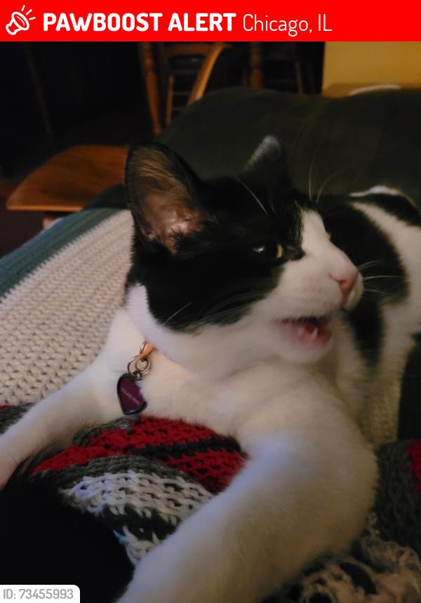 Lost Male Cat last seen Near west albion, Chicago, IL 60631