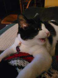 Lost Male Cat last seen Near west albion, Chicago, IL 60631
