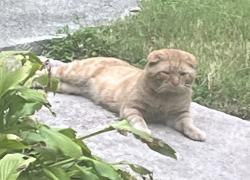 Found/Stray Unknown Cat last seen Hawkins St / Chappell Rd, Atlanta, GA 30314
